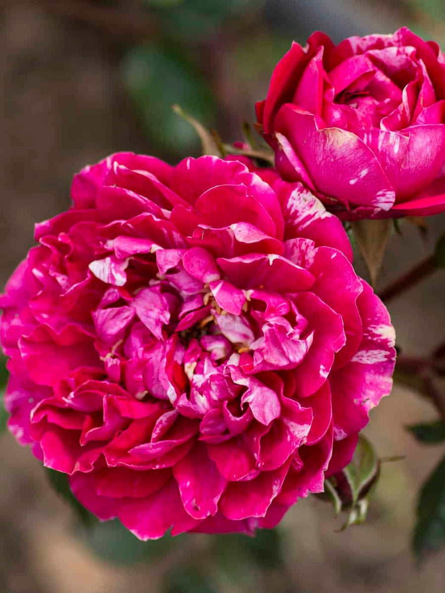 Miniature Rose | Sunblaze Candy – Watson's Greenhouse