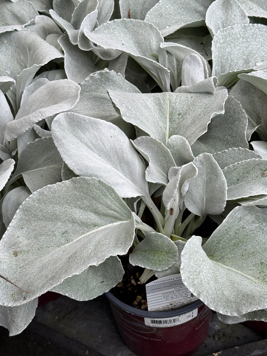 Dusty Miller Senecio 'Angel Wings' – Watson's Greenhouse
