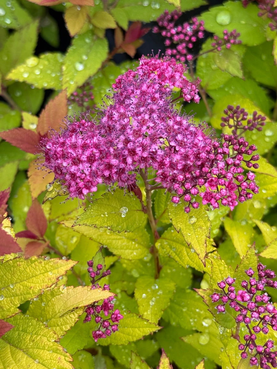 Spirea 'Magic Carpet' – Watson's Greenhouse