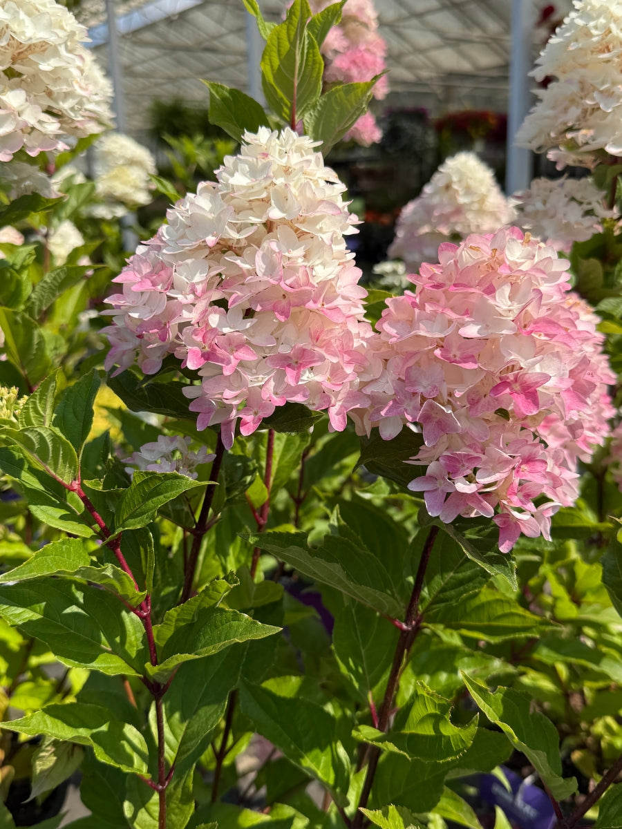Hydrangea Panicle | Spring Sizzle® 2G – Watson's Greenhouse