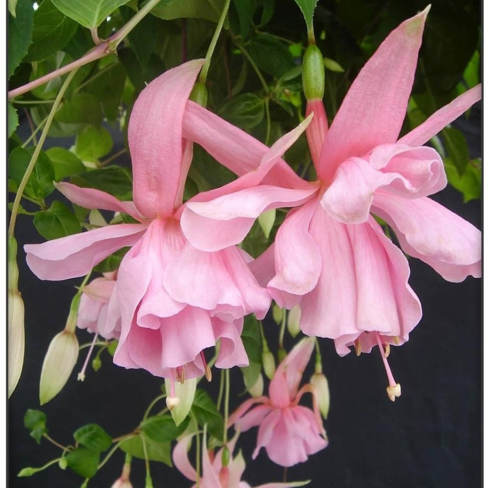 YK☆4点おまとめ☆Ungaro fuchsia他3点 Fuchsia | Julie Horton 4'' – Watson's Greenhouse