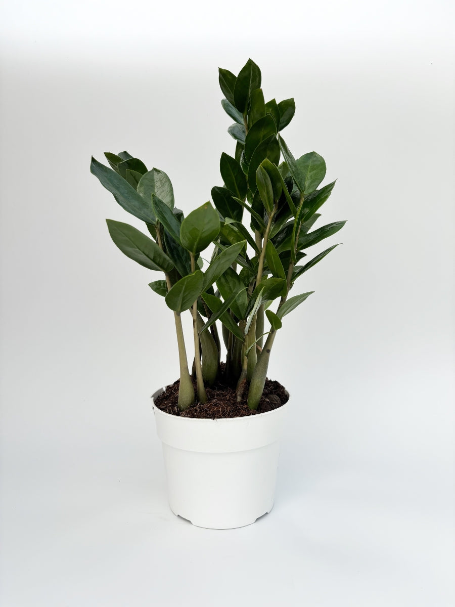 images of zz plant Rare ZZ Plant - Zamioculcas zamiifolia - Hardy House Plant