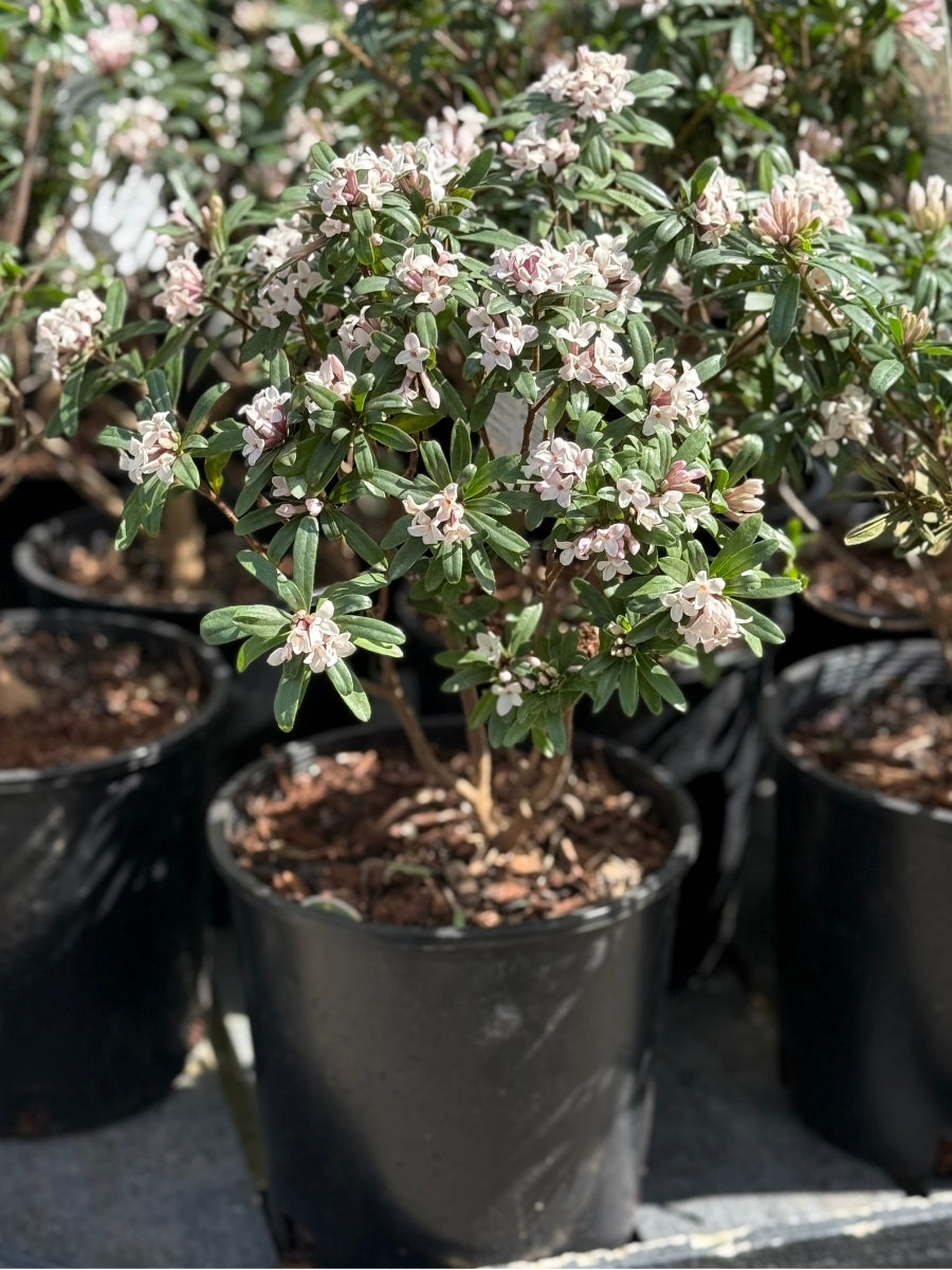 daphne plant in a pot Daphne Eternal Fragrance – Watson's Greenhouse