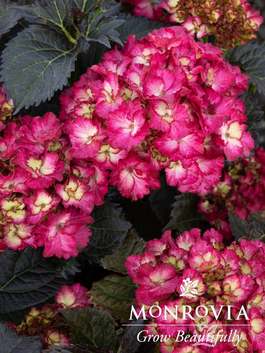 Hydrangea macrophylla Seaside Serenade® 'Hanalei Bay' 2G