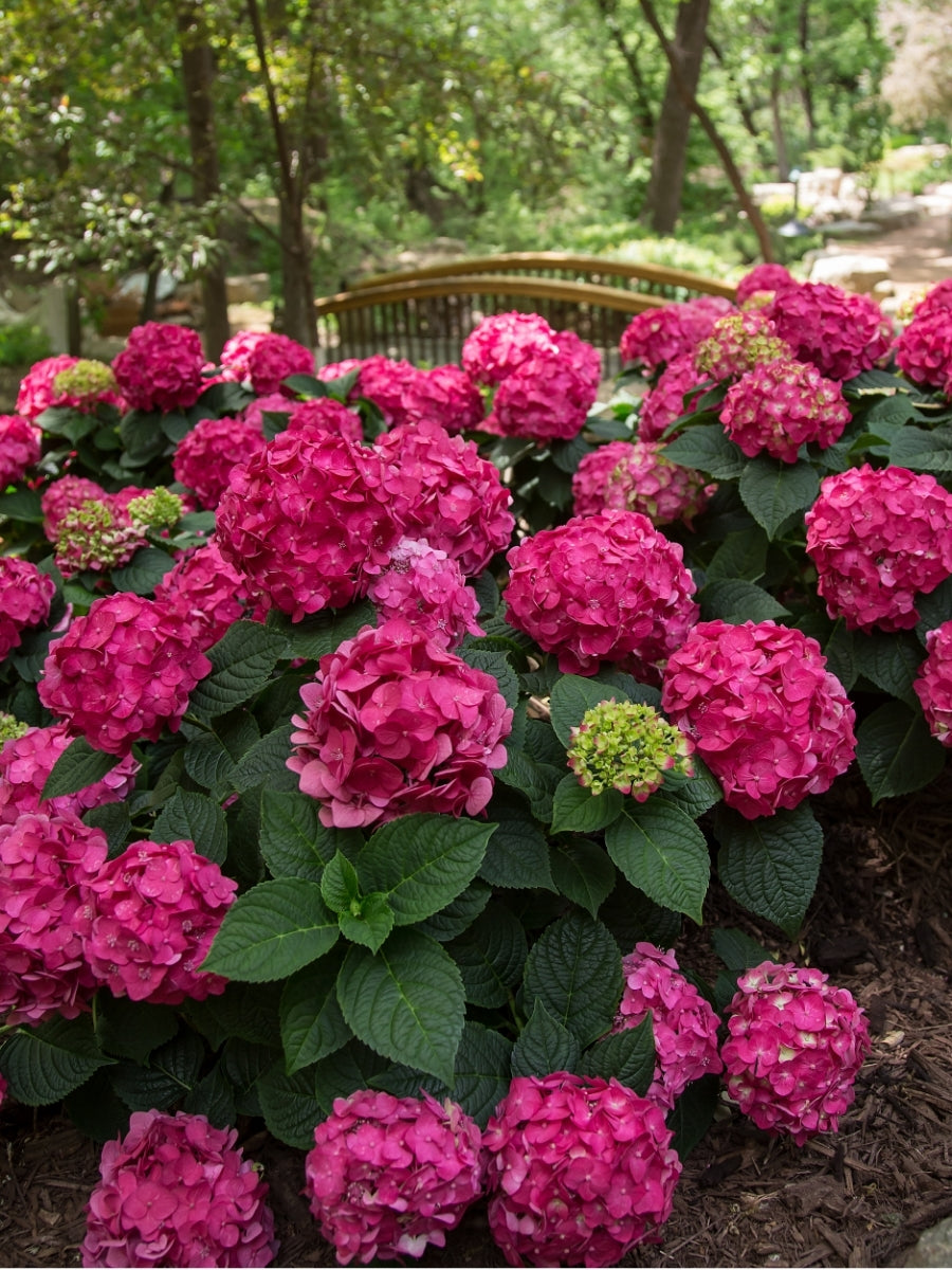 Hydrangea Macrophylla | Endless Summer® Summer Crush – Watson's