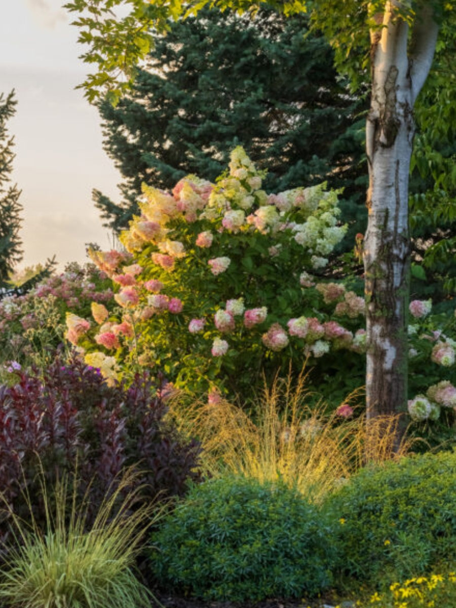 vanilla strawberry hydrangea seeds Hydrangea Panicle Tree
