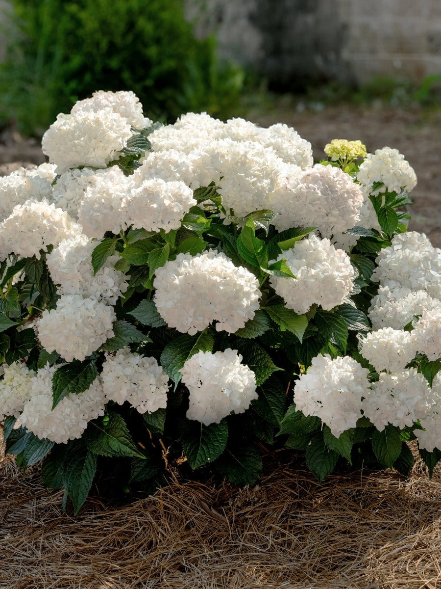 Hydrangea macrophylla Endless Summer® 'Dreamcloud' 2G – Watson's