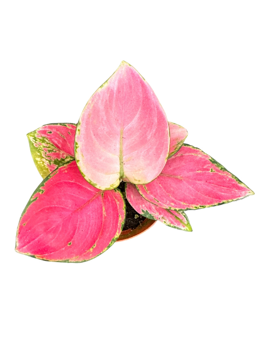 aglaonema pink lady flower Aglaonema Valentine – Watson's Greenhouse