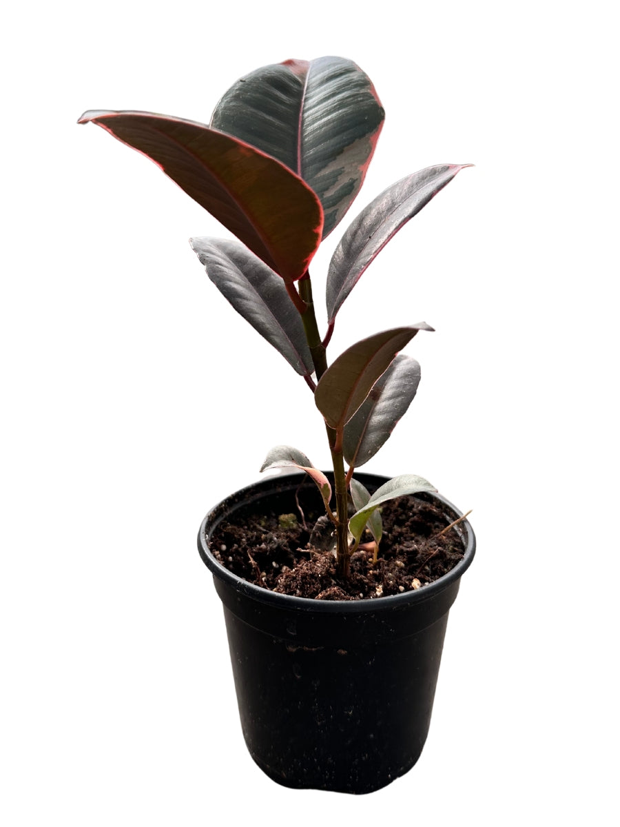 is a rubber tree a ficus Ficus Rubber Tree 'Ruby'