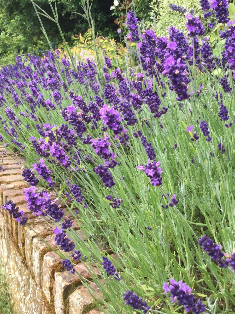 buy large lavender plants English Lavender