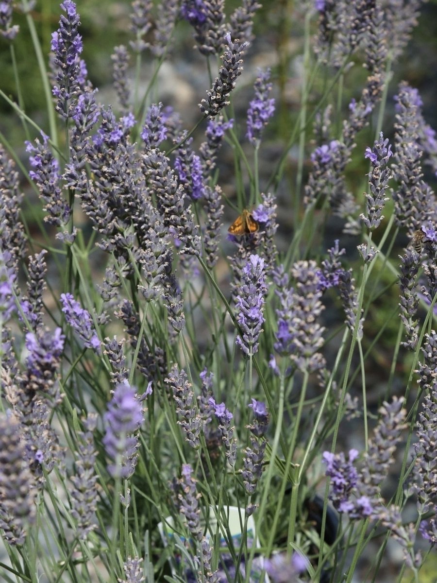 english lavender plants to buy Lavandula Int Phenomenal