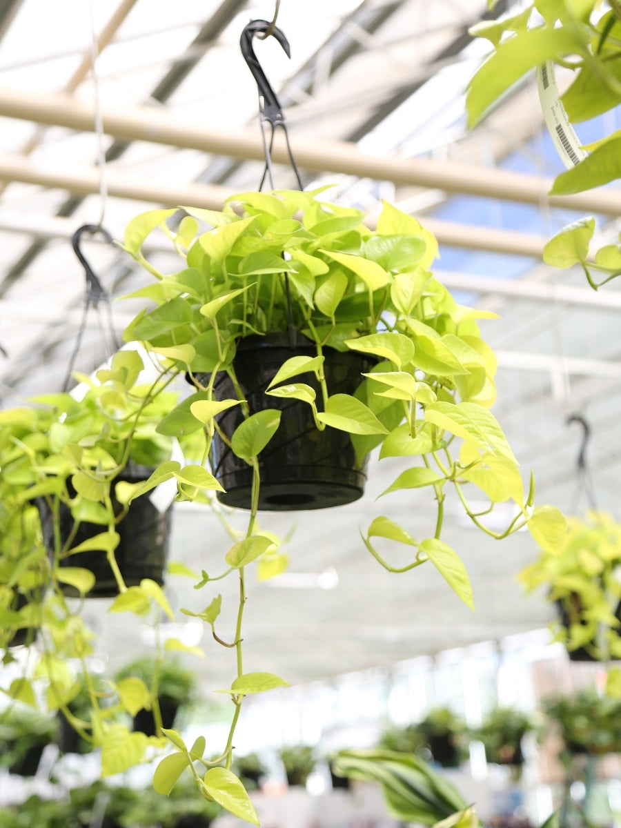hang pothos Hanging Basket Pothos 'Neon Queen'