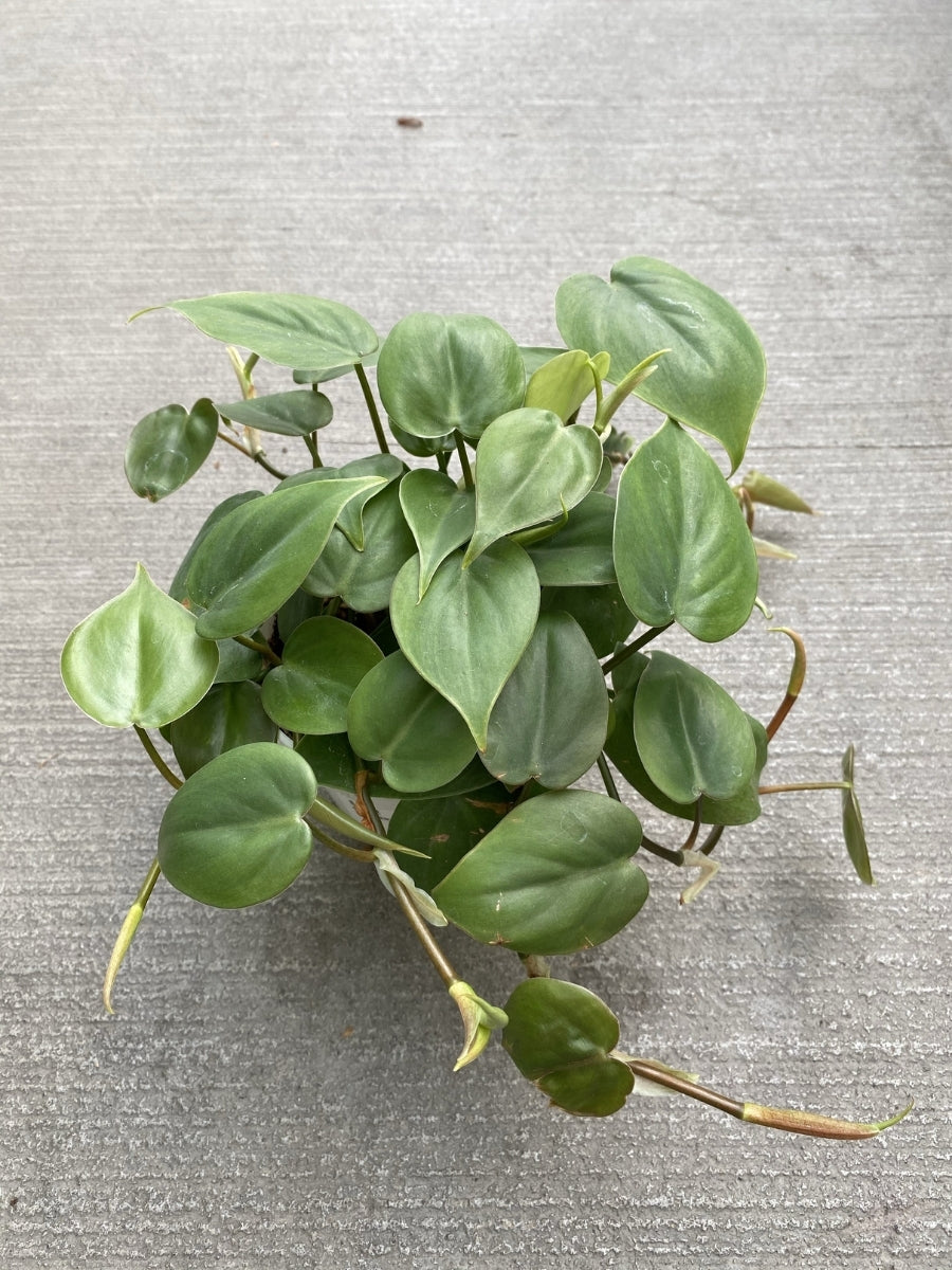 philodendron green 4 Philodendron cordatum 4" Pot