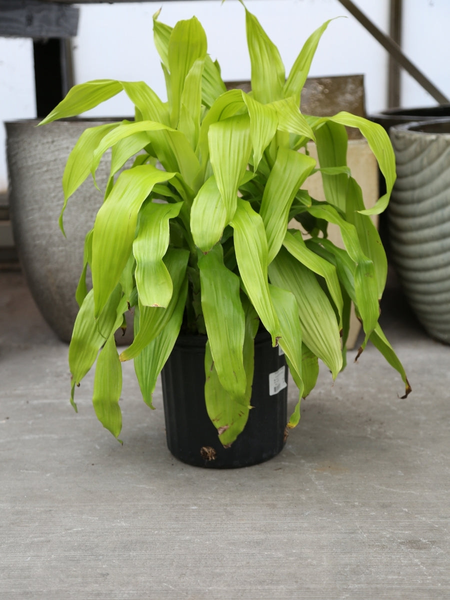 limelight dracaena care 10'' Dracaena Limelight