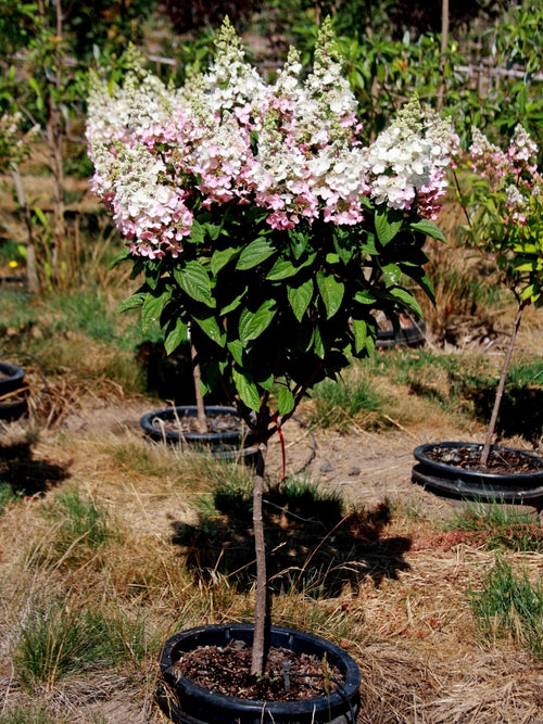 Hydrangea Panicle Tree | Pinky Winky