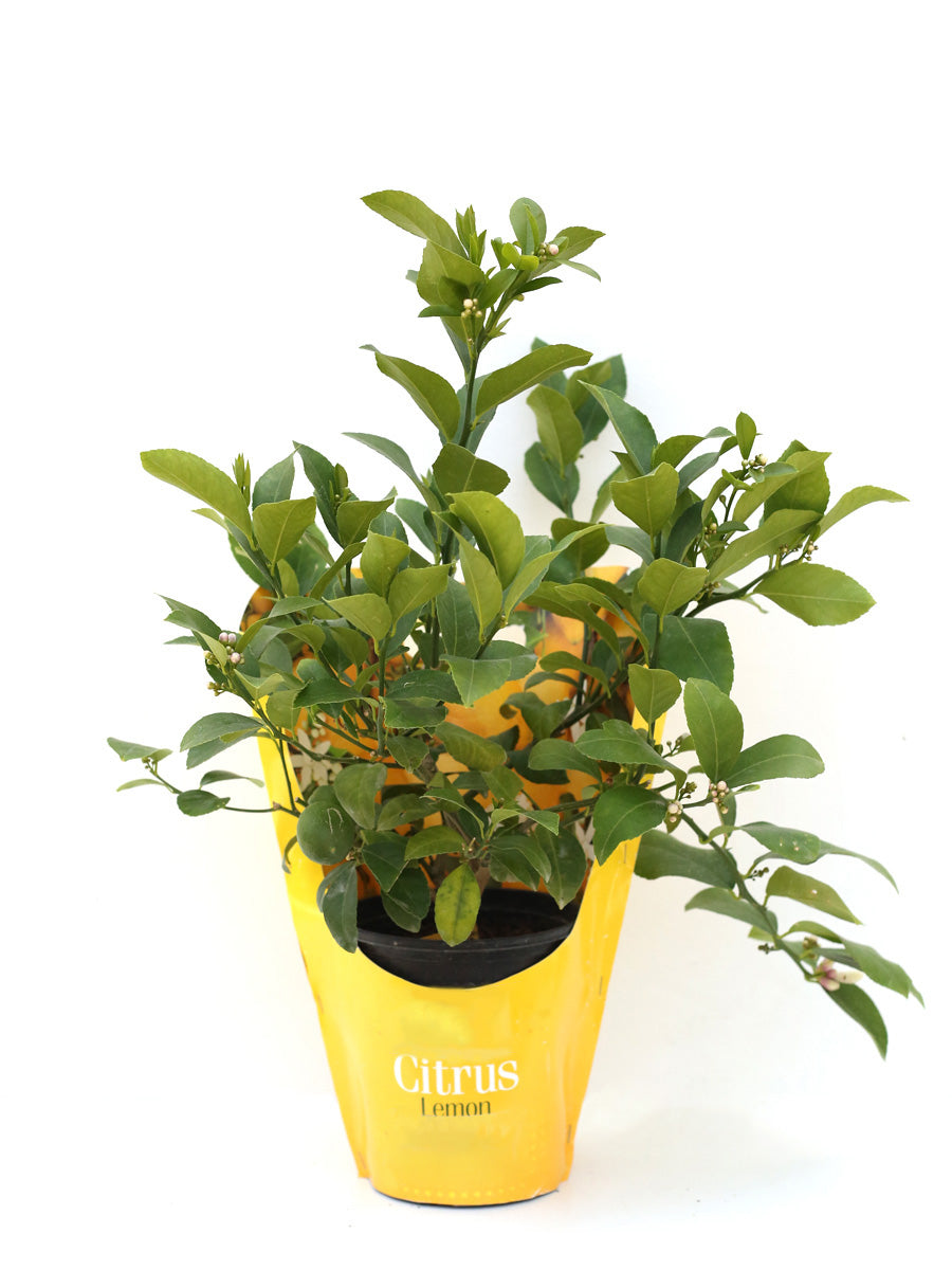 potted citrus plants Citrus