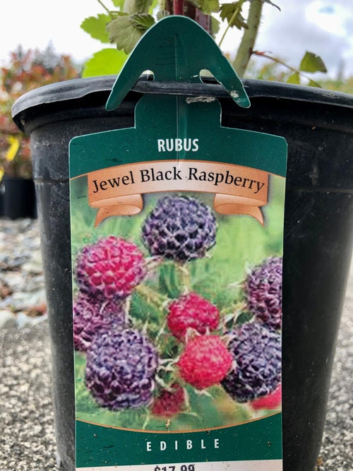 Raspberry Black Jewel 1G