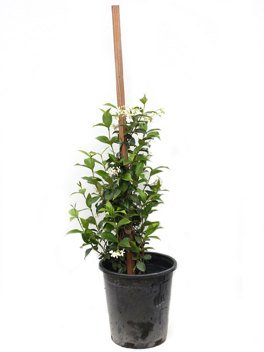 jasmine plant potted Trachelosmpermum jasminoides