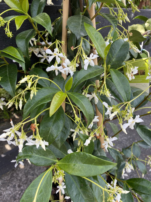 Trachelosmpermum jasminoides | Star Jasmine