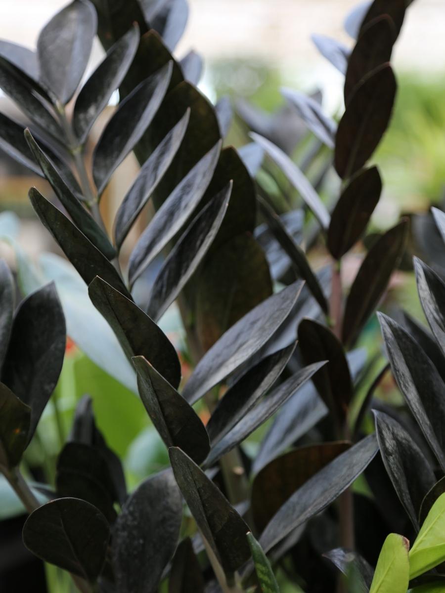 black zz plant buy Zamioculcas ZZ 'Raven' 10" – Watson's Greenhouse