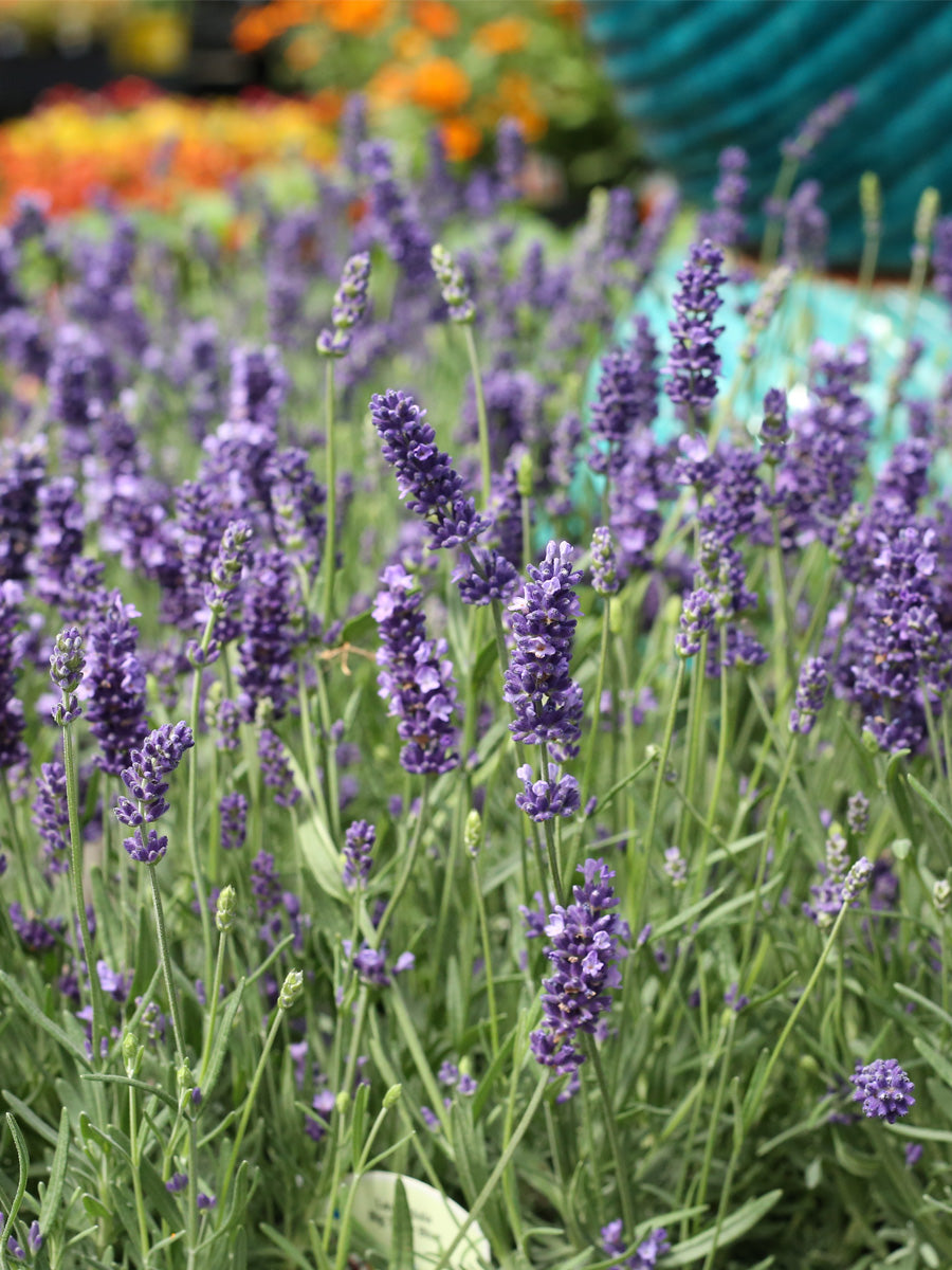 big time blue lavender plants English Lavender