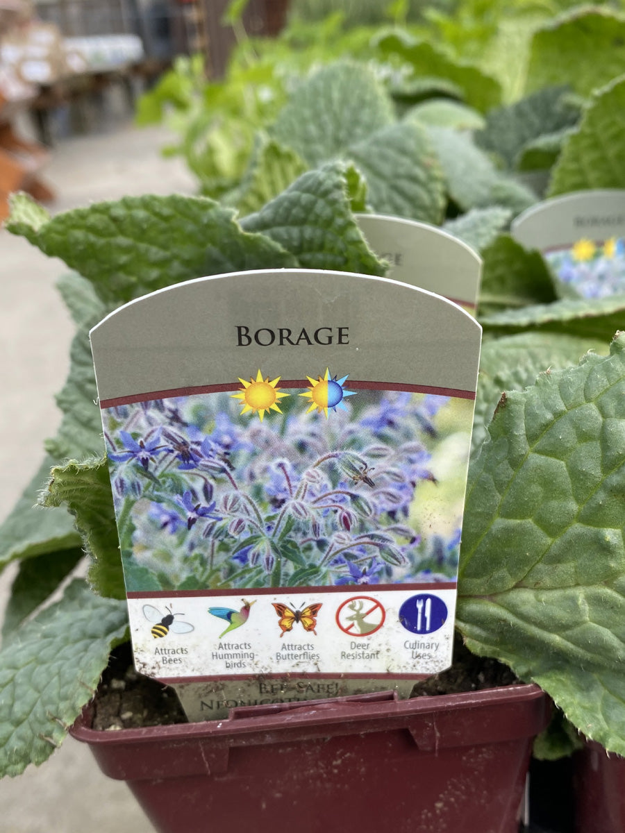 planting borage in pots Borage 4"