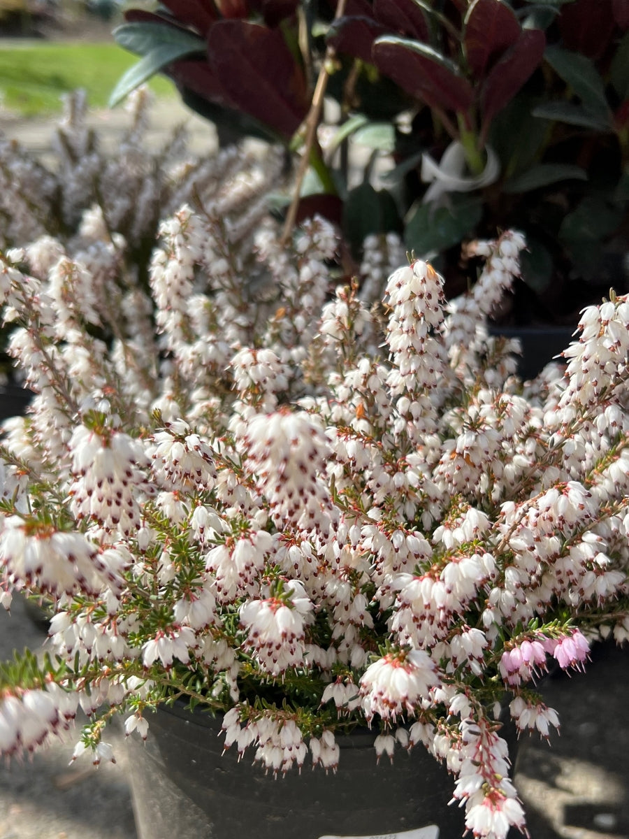 heather plant indoor or outdoor Winter Heather Erica 'Mediterranean White'