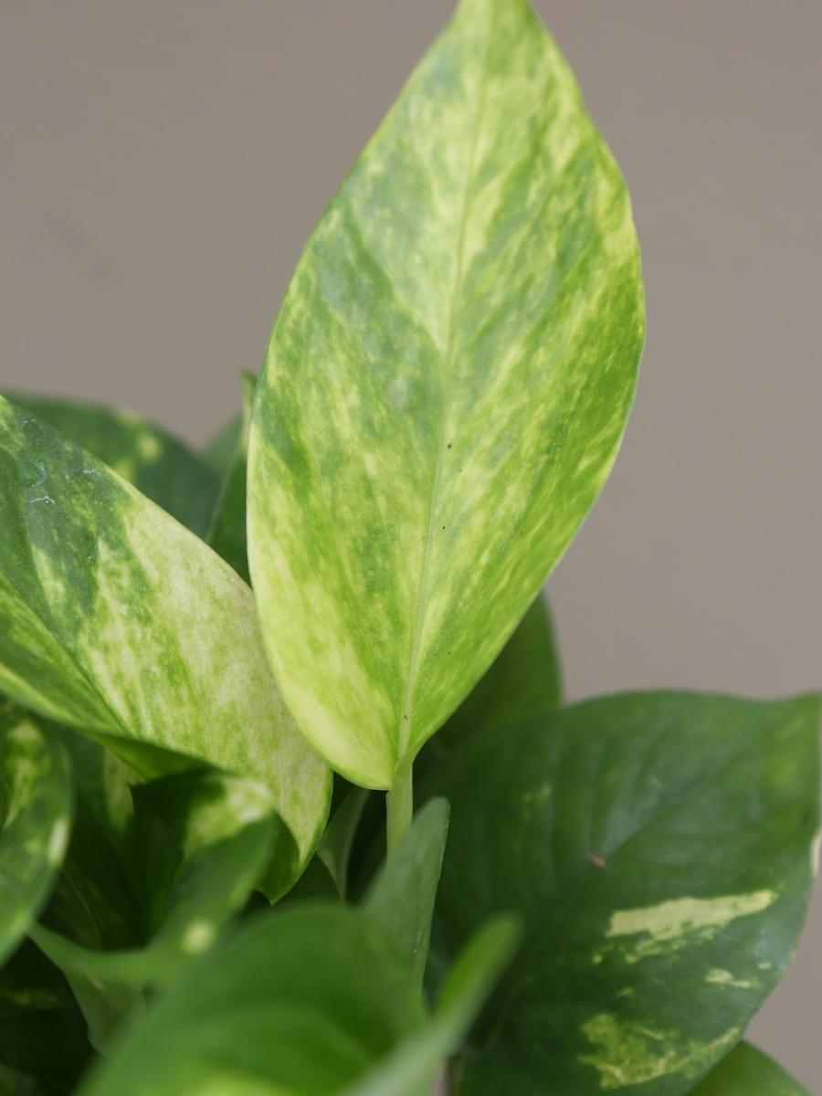 golden pothos price philippines Pothos 'Golden'