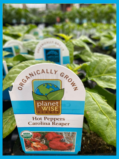 Organic Pepper 4" | Carolina Reaper