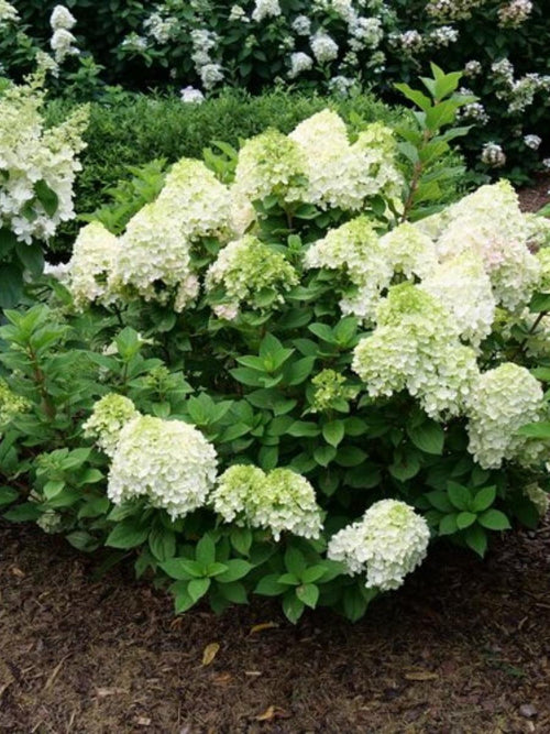 Hydrangea Panicle Little Lime Punch® 2G
