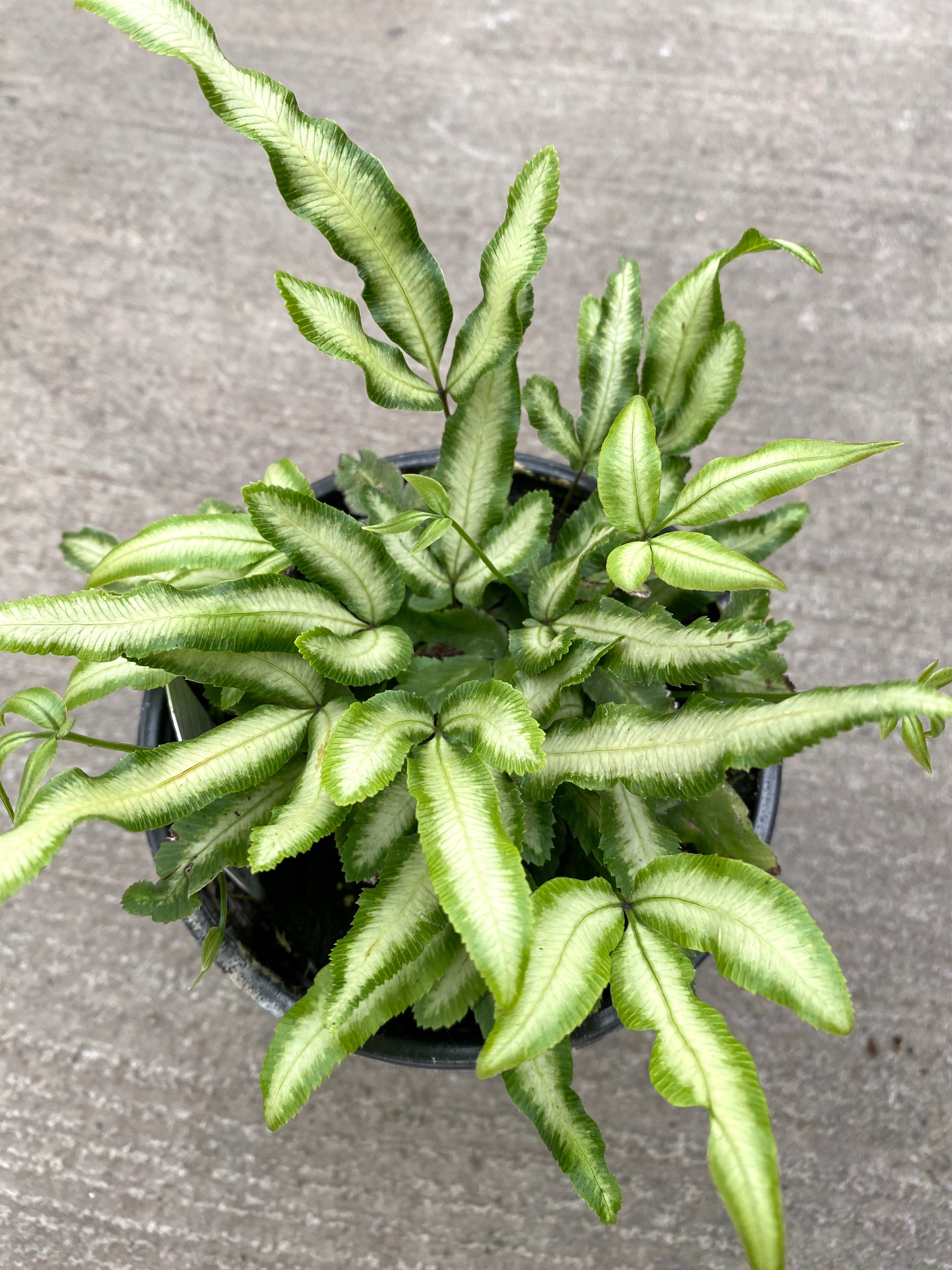 ribbon plant succulent Silver Ribbon Pteris Fern 4” – Watson's Greenhouse