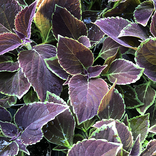 lavender coleus plant Coleus 'Vino' – Watson's Greenhouse