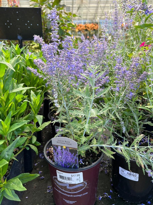 Russian Sage 'Lacey Blue' 1G