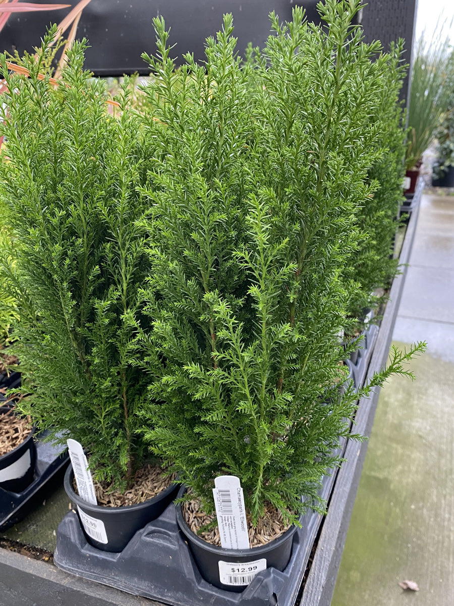 Chamaecyparis Lawsoniana 'Ellwoodii' (Lawson Cypress) 4