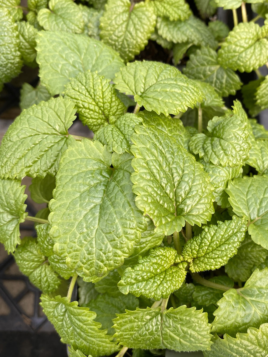lemon balm succulent Lemon Balm 4 inch