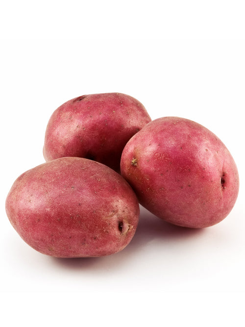 Seed Potato | Red Pontiac