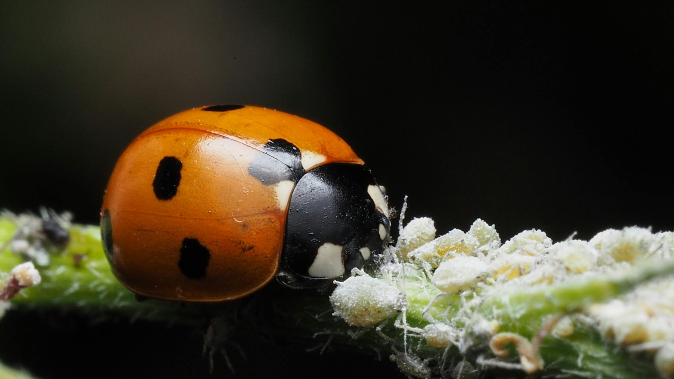 5 Reasons Ladybugs and Lacewings Are Garden Heroes (and How to Release Them Successfully)