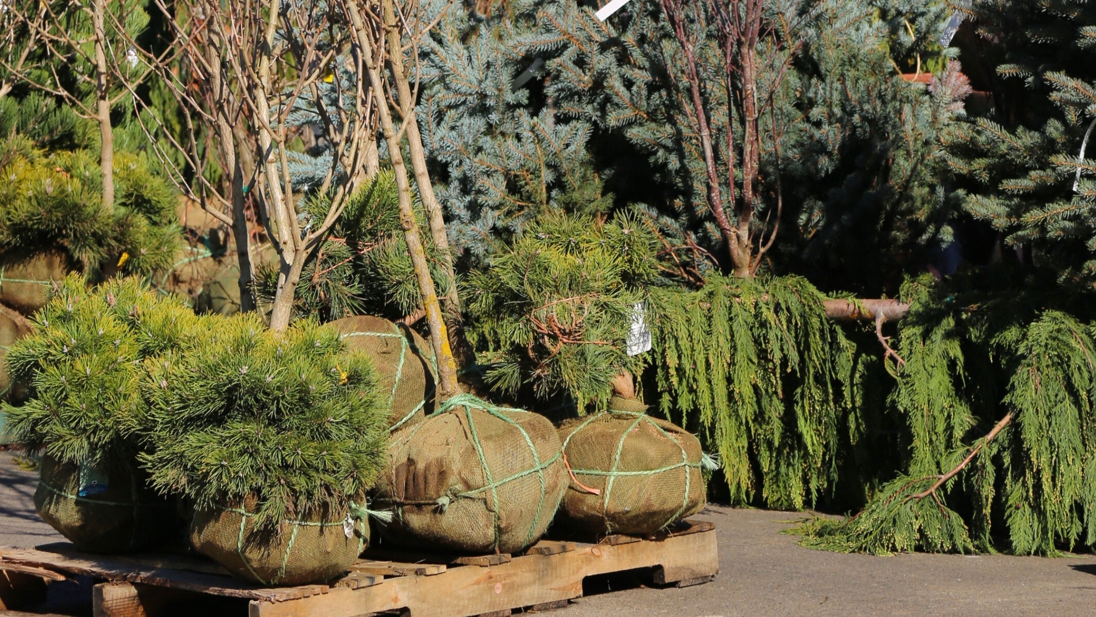 The Best Way to Add Mature Trees to Your Landscape: Ball & Burlap (B&B) Trees