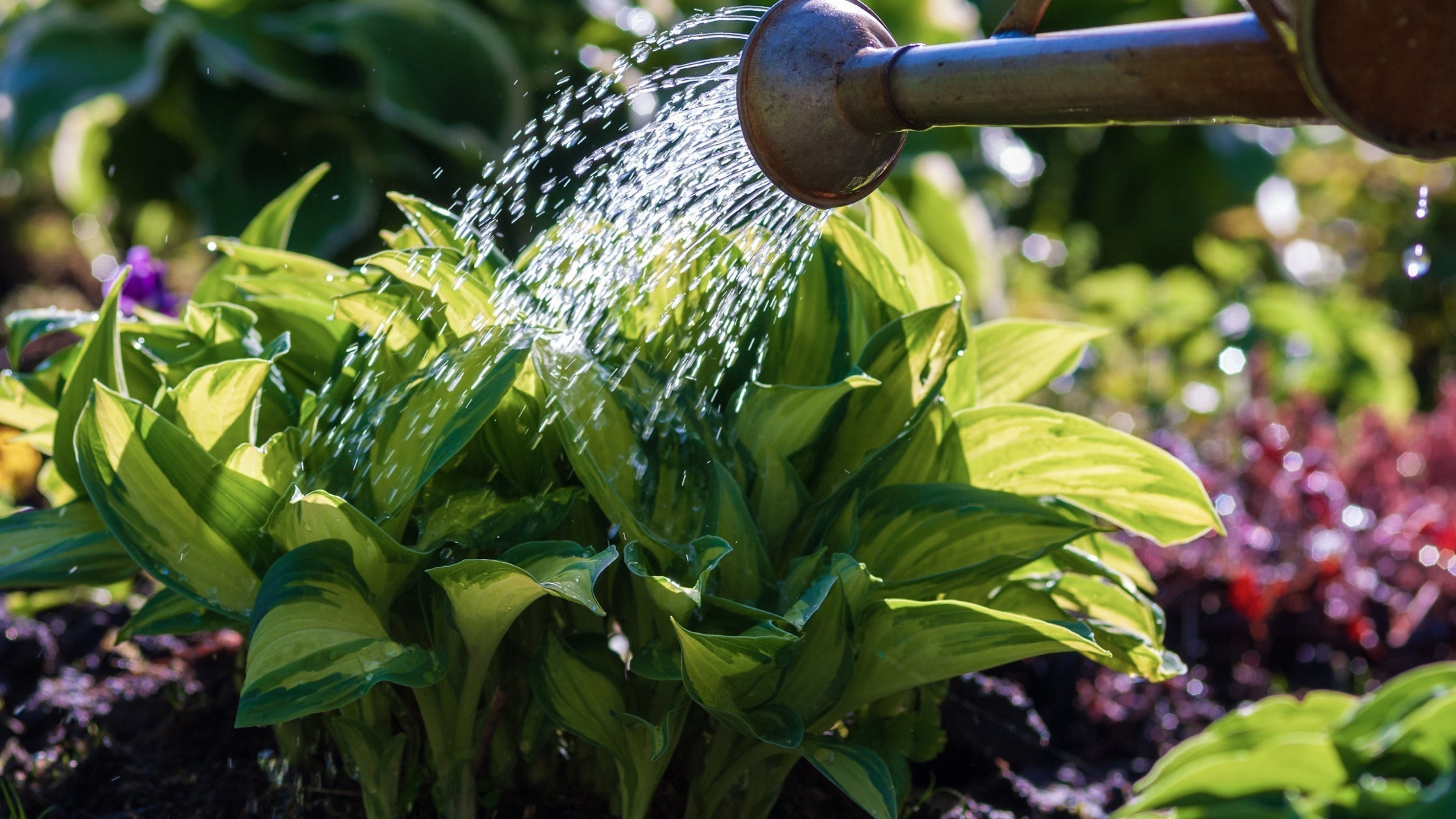 Hosta Care Guide–Soil, Slugs, and Seasonal Success
