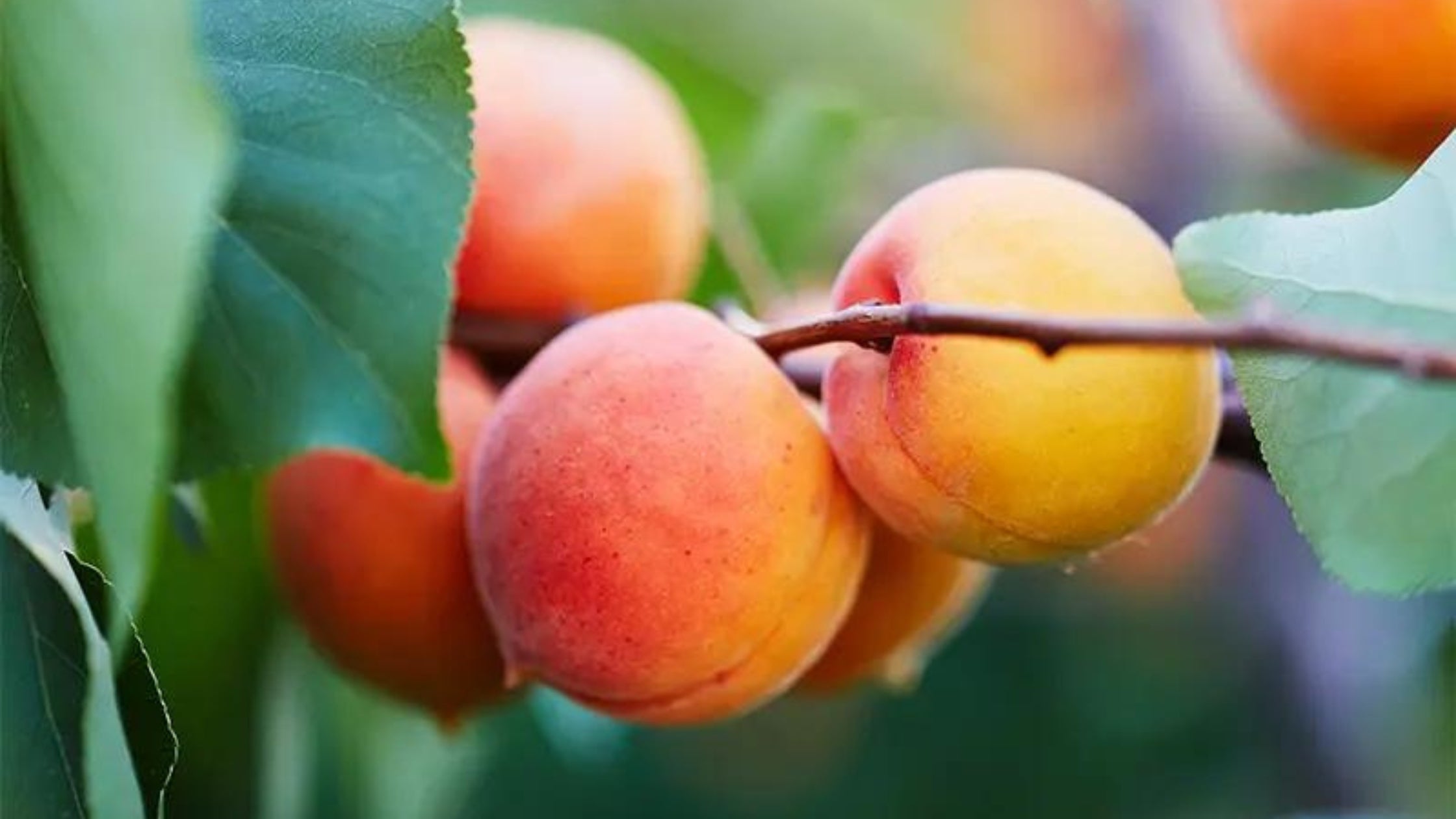 Growing Mini Peach Trees in the Pacific Northwest: A Complete Care Guide