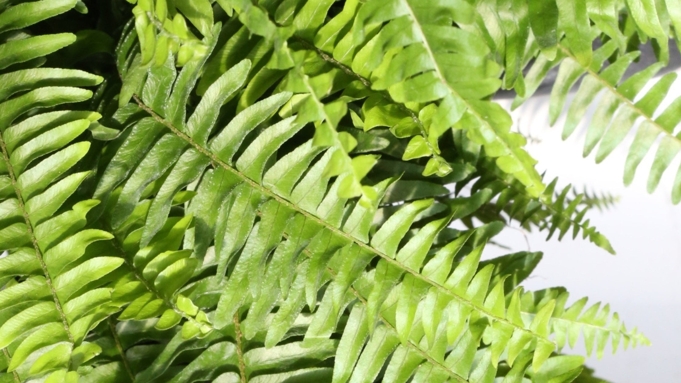 Your Guide to Caring for Indoor Ferns