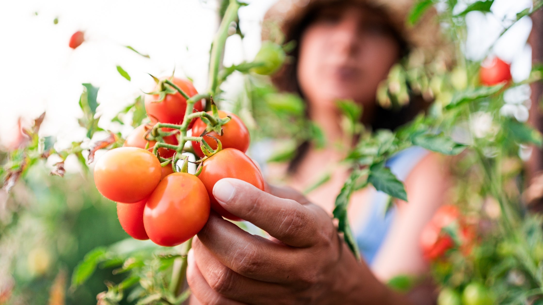 Tomato Selection 101 – Growth Habits and Harvest Windows
