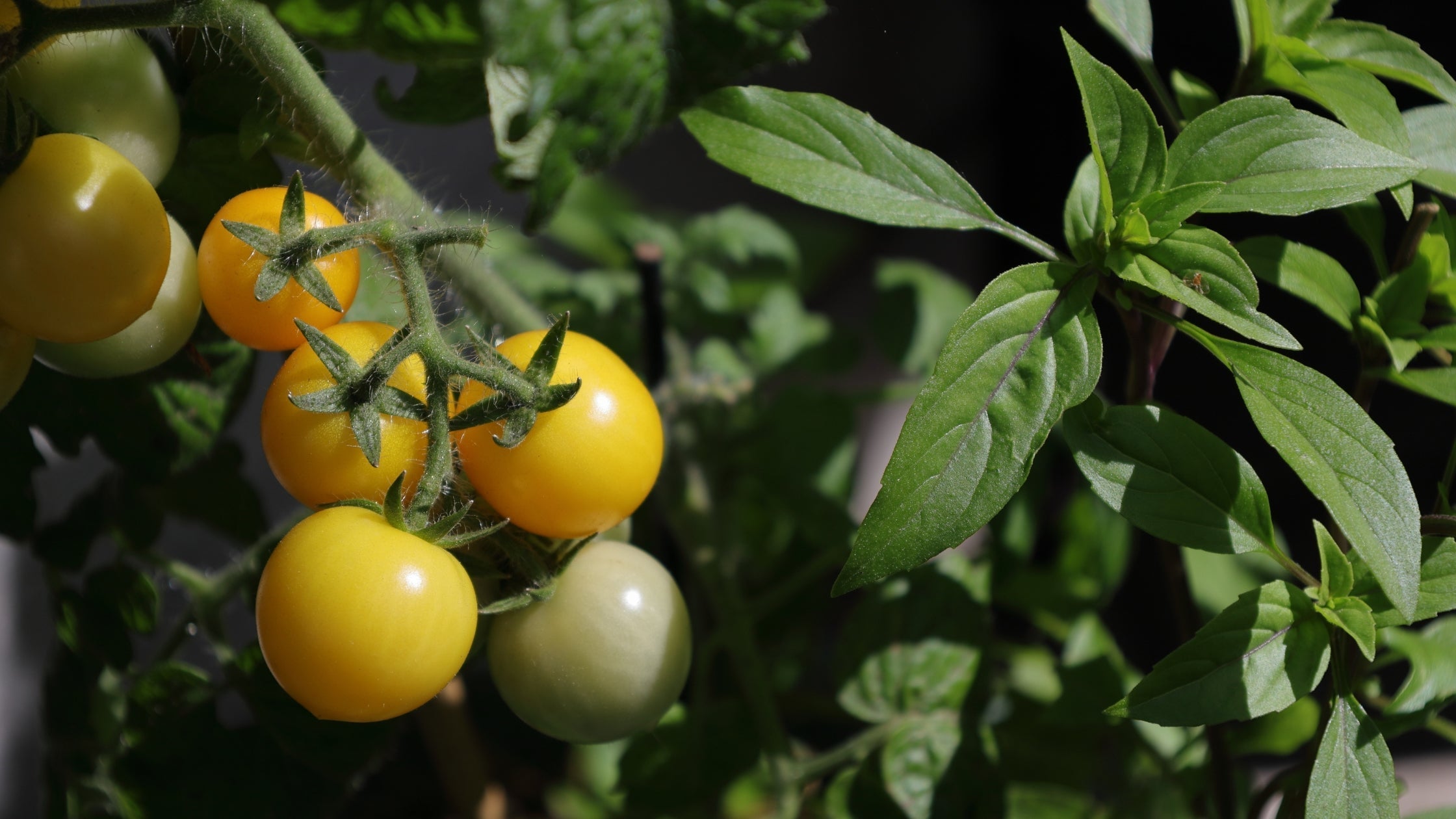 Building a Foundation with Soil and Companion Planting