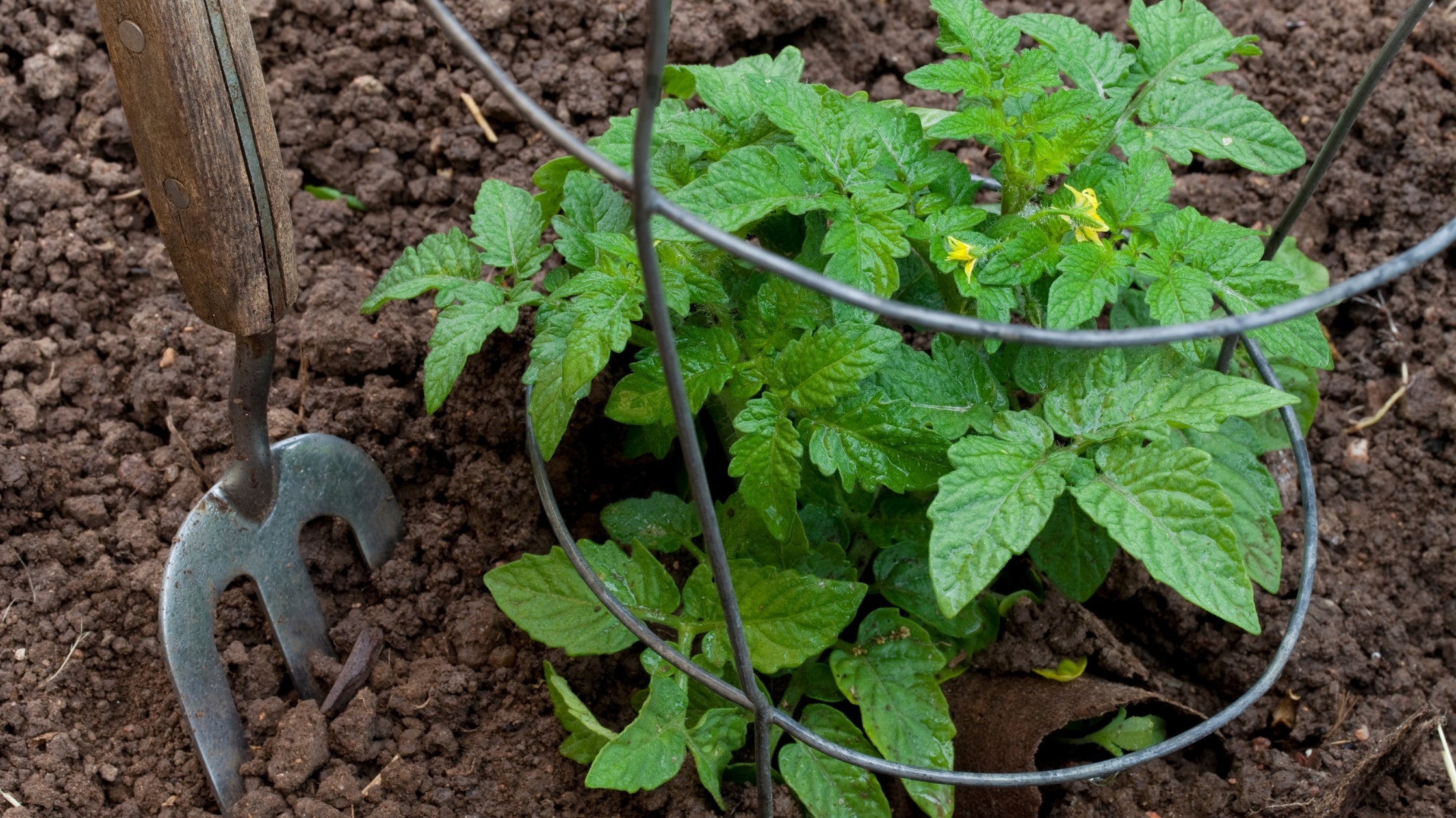 The “Big Three” of Tomato Care