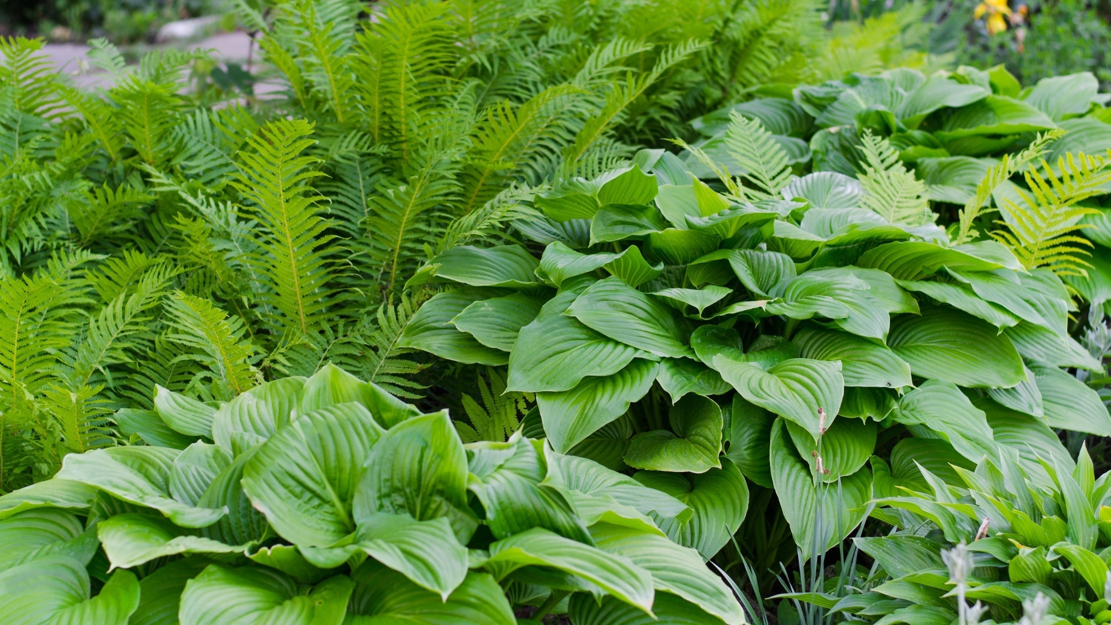 Designing with Hostas – Selection, Scale, and Styling