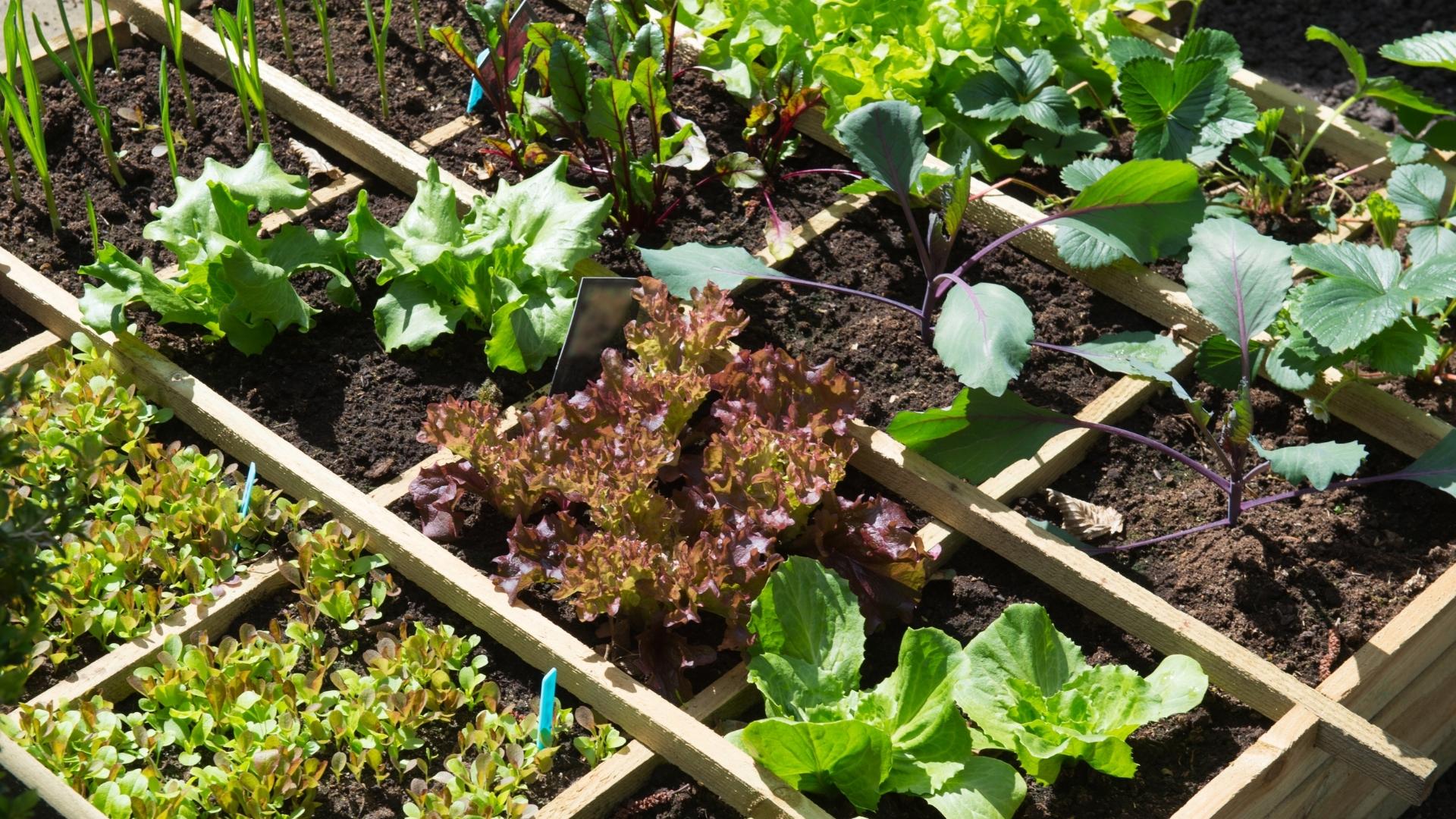 Vegetable Gardening 101