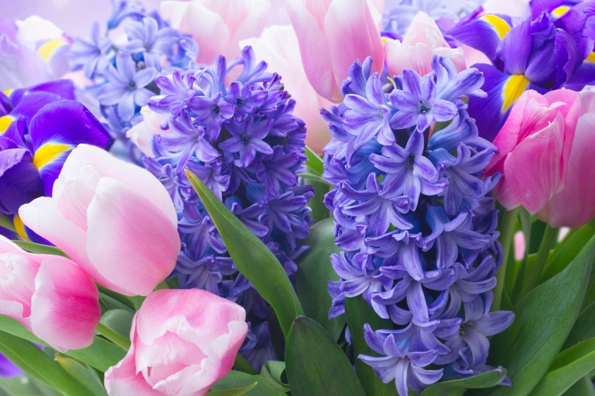 How to Plant Spring Flowering Bulbs