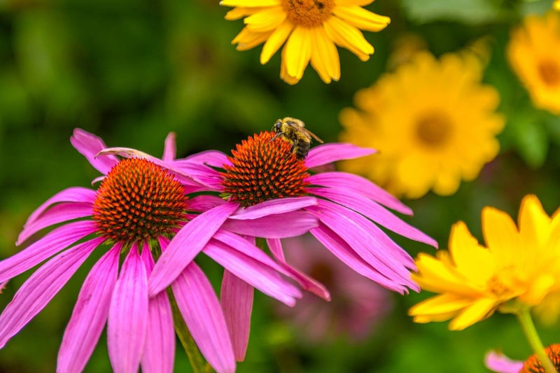 Gardening for Pollinators