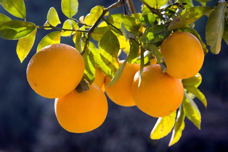 How to Grow Citrus in the PNW