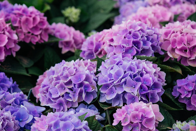 How to Care For Hydrangeas